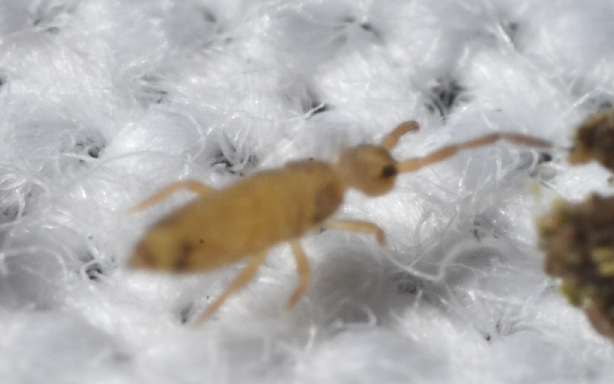 Entomobrya nicoleti (J.Lubbock, 1870)