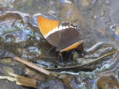Siproeta epaphus epaphus