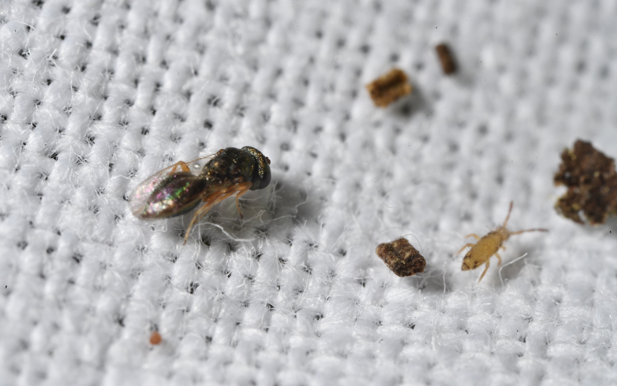 Entomobrya nicoleti (J.Lubbock, 1870)