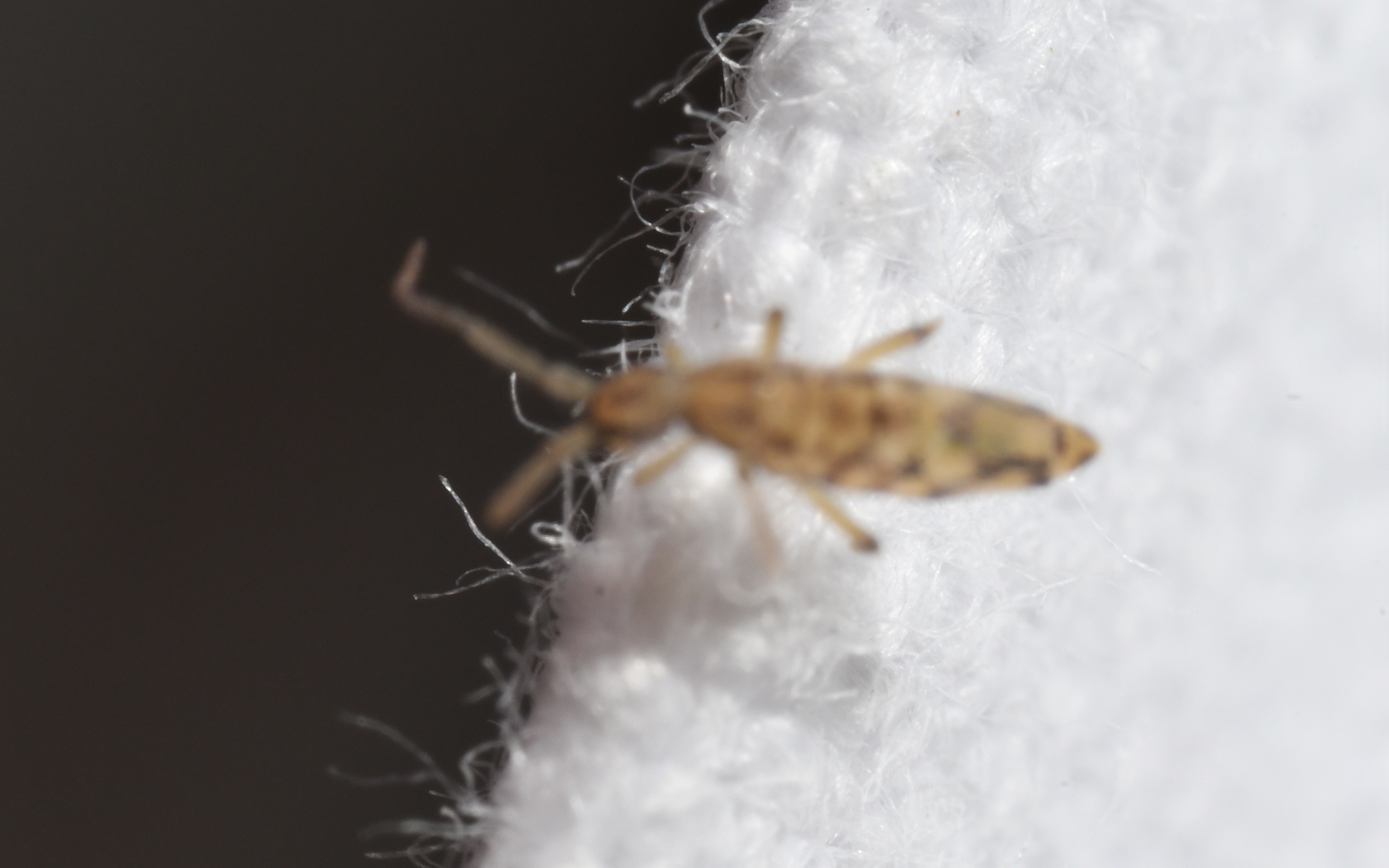 Entomobrya intermedia G.Brook, 1884