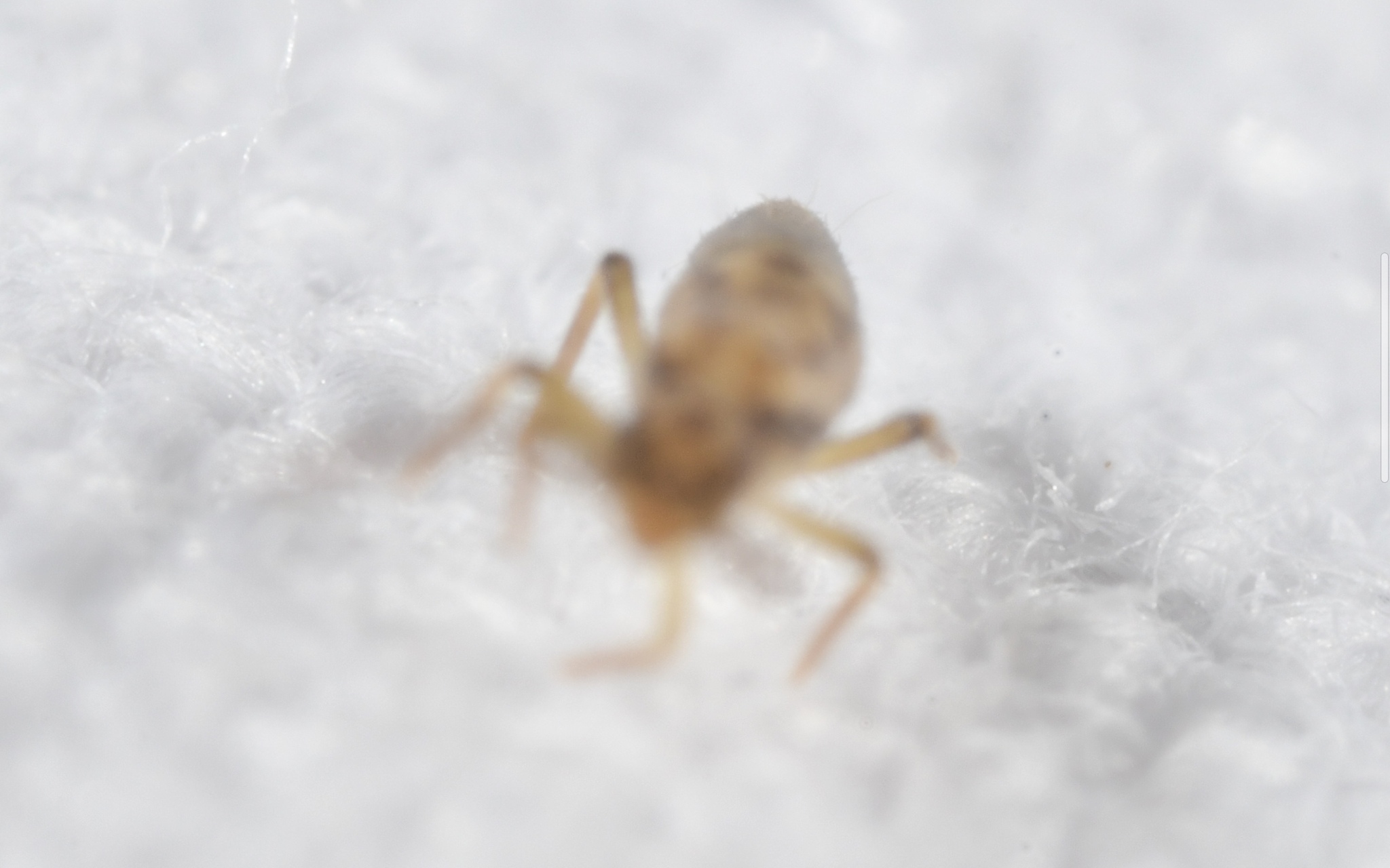 Entomobrya intermedia G.Brook, 1884