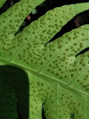 Pleocnemia irregularis