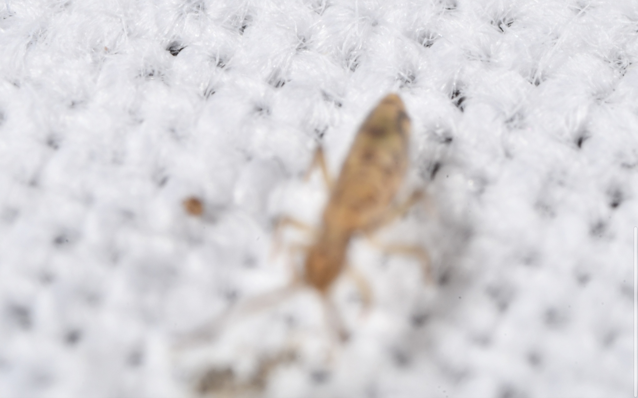 Entomobrya intermedia G.Brook, 1884