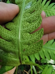 Pleocnemia irregularis