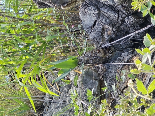 dolomite African hyacinth (Ledebouria dolomiticola)