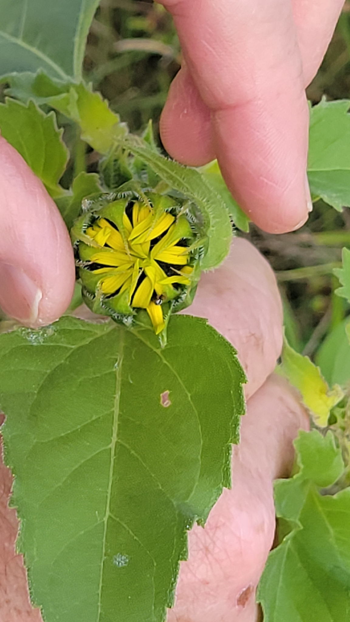 Photo by Talat S. via iNaturalist (Copyright Talat S.)