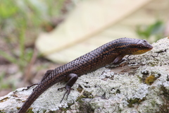 Eutropis rugifera