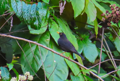 Turdus infuscatus