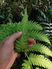 Pleocnemia irregularis