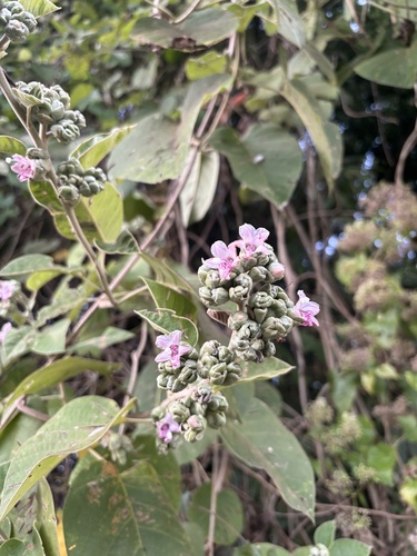 Argyreia osyrensis observed 2025-12-29