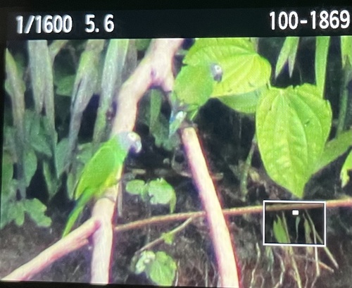 Dusky-headed Parakeet (Aratinga weddellii)
