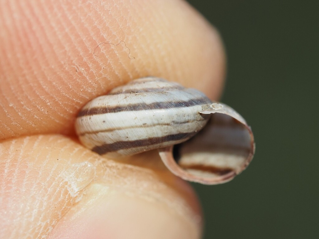 Cernuella aginnica