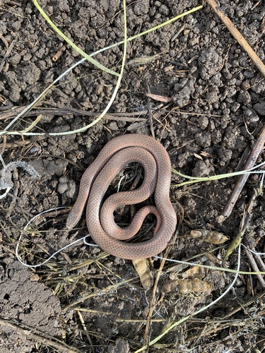 iNaturalist observation photo of Common Sharp-tailed Snake