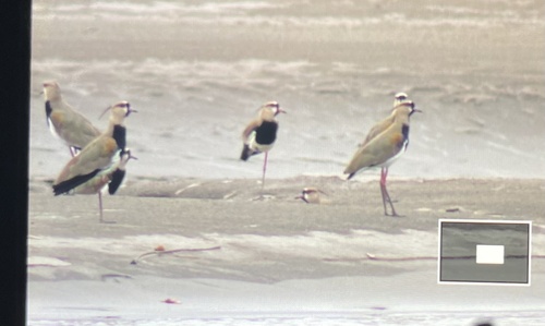 Southern Lapwing (Vanellus chilensis), photo 9