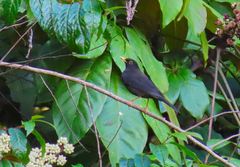 Turdus infuscatus