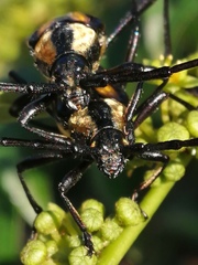 Sphaenothecus argenteus