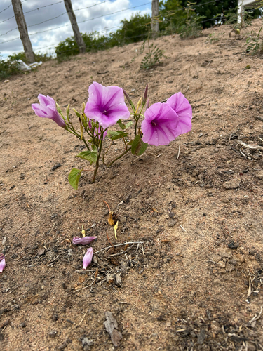 Ginger-leaf Morning-glory
