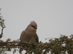 Urocolius macrourus