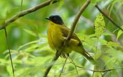 Rubigula melanicterus