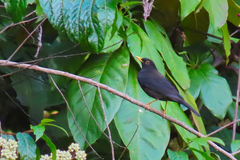 Turdus infuscatus