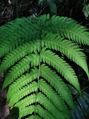 Pleocnemia irregularis