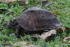 Heosemys spinosa