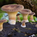 Hairy Oyster Mushroom - Photo (c) dogbowlbookpile, some rights reserved (CC BY-NC), uploaded by dogbowlbookpile