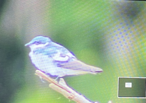 White-winged Swallow (Tachycineta albiventer)