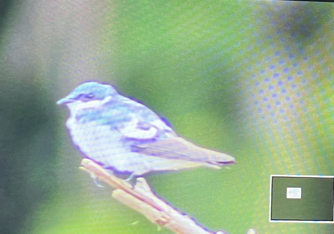 White-winged Swallow (Tachycineta albiventer), photo 1