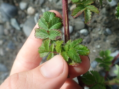 Acaena ovalifolia