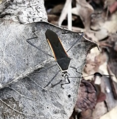 Plapigus circumcinctus