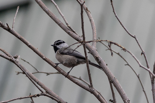 Mountain Chickadee (Poecile gambeli)
