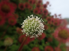 Acaena ovalifolia
