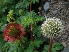 Acaena ovalifolia