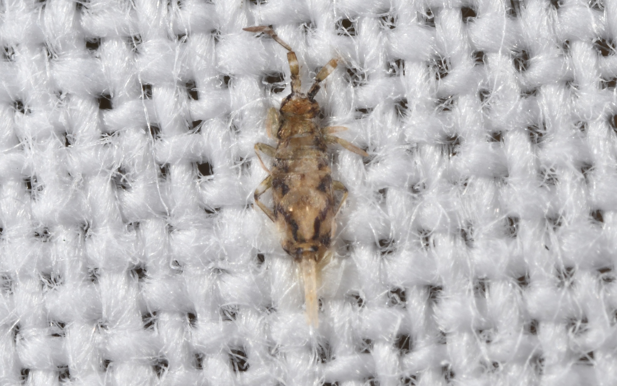 Entomobrya intermedia G.Brook, 1884