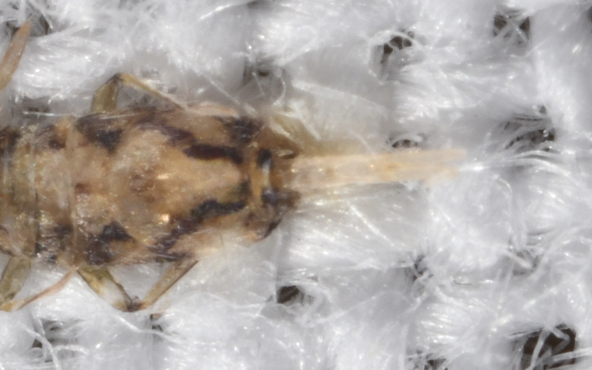 Entomobrya intermedia G.Brook, 1884