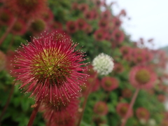 Acaena ovalifolia