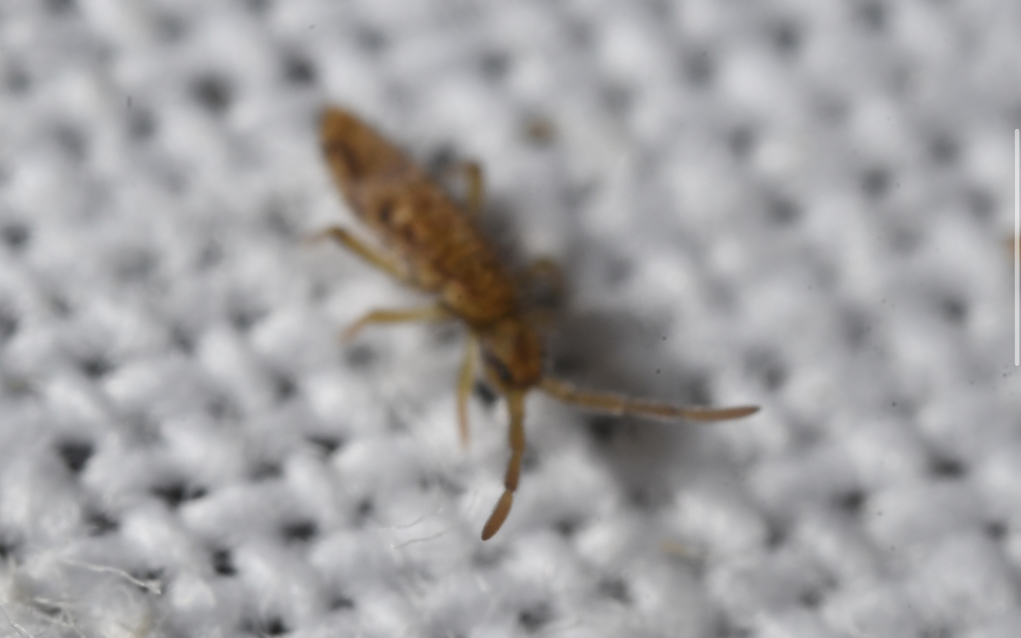 Entomobrya intermedia G.Brook, 1884