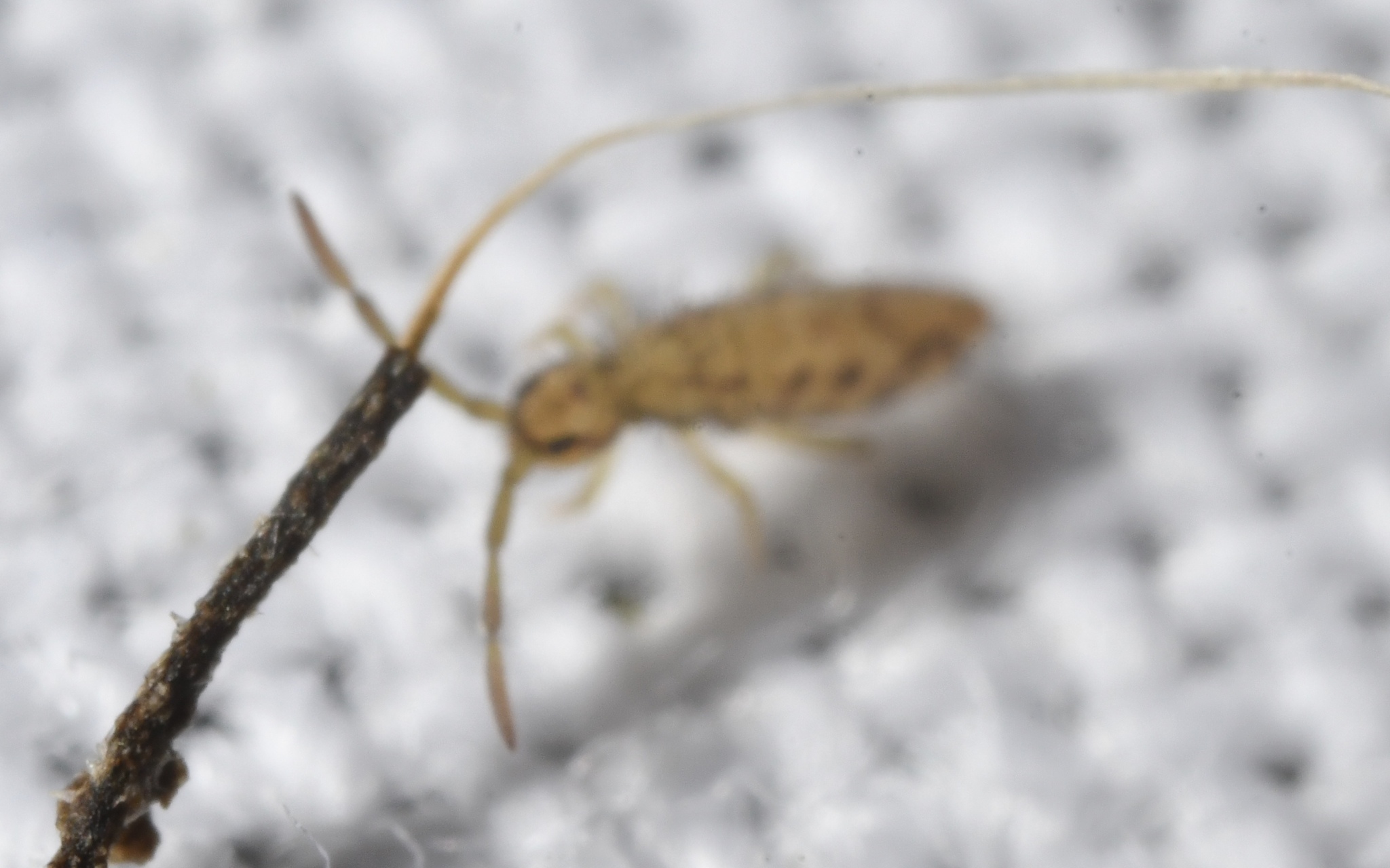Entomobrya intermedia G.Brook, 1884