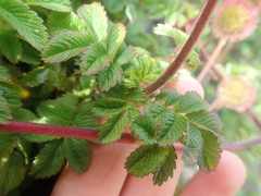Acaena ovalifolia