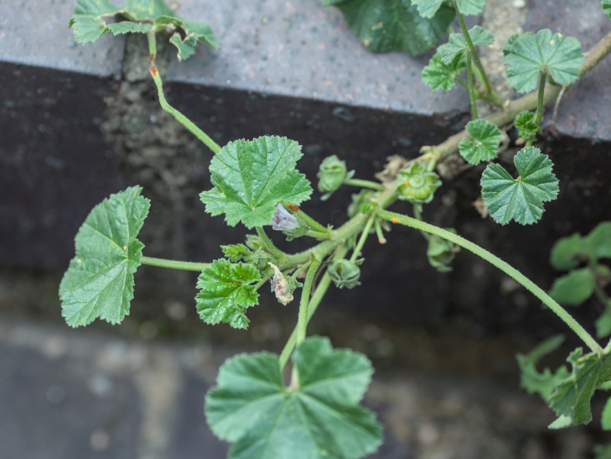 Common mallow
