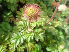 Acaena ovalifolia
