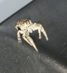 Dendryphantes zygoballoides