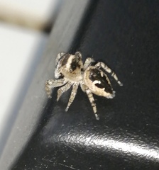 Dendryphantes zygoballoides