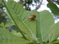 Disonycha quinquelineata