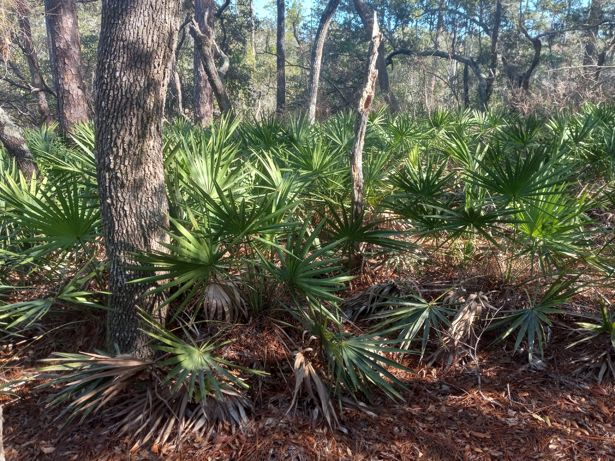 Saw palmetto