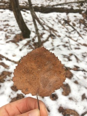 Populus smithii