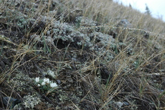 Townsendia hookeri