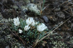 Townsendia hookeri