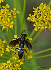 Tenthredo bifasciata